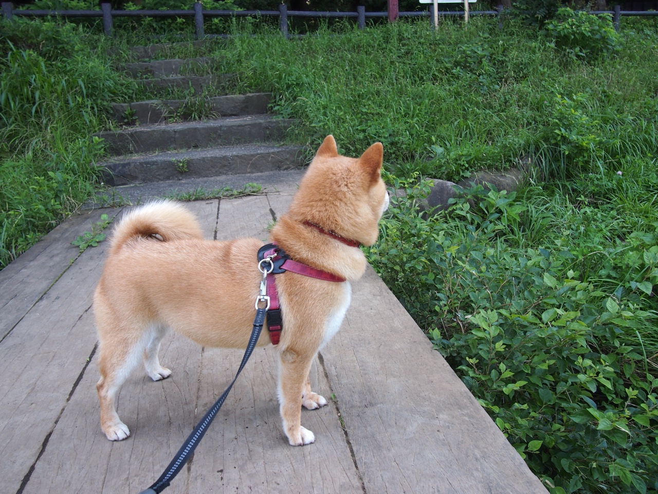 卡拉斯科独闯龙潭,摩洛哥铁血攻克巴拉圭坚城