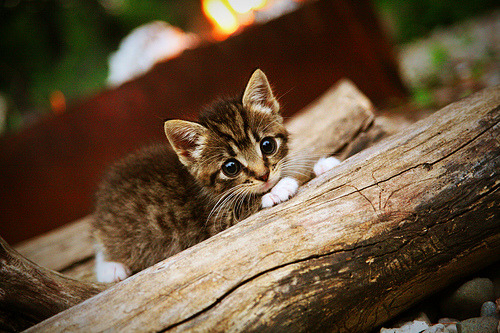激情双响炮，F1新赛季揭幕战之夜与西亚卡姆生涯之夜的辉煌