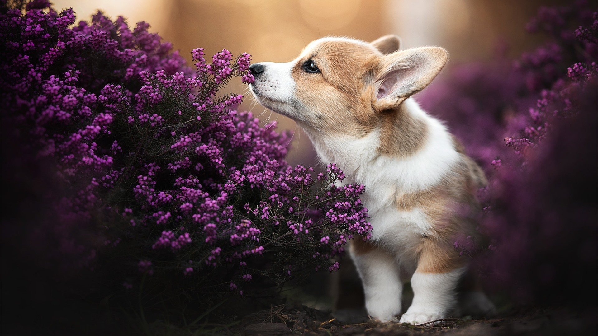 黄喜灿的个人能力秀，哥斯达黎加对阵爱尔兰之战的全场焦点