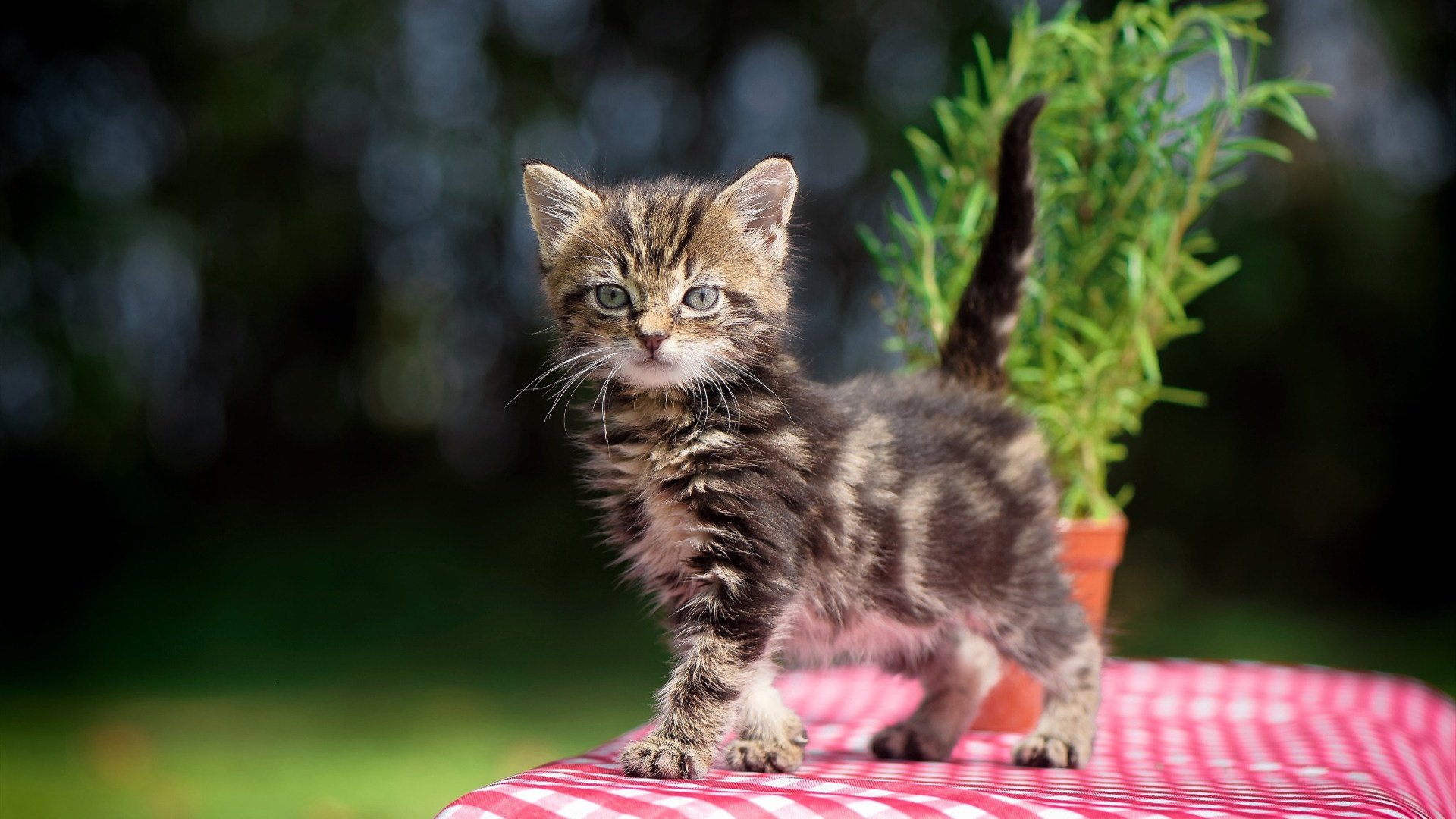 黑白直播体育-年度焦点之战之夜，米切尔闪耀全场，赛后评分拉满引狂潮