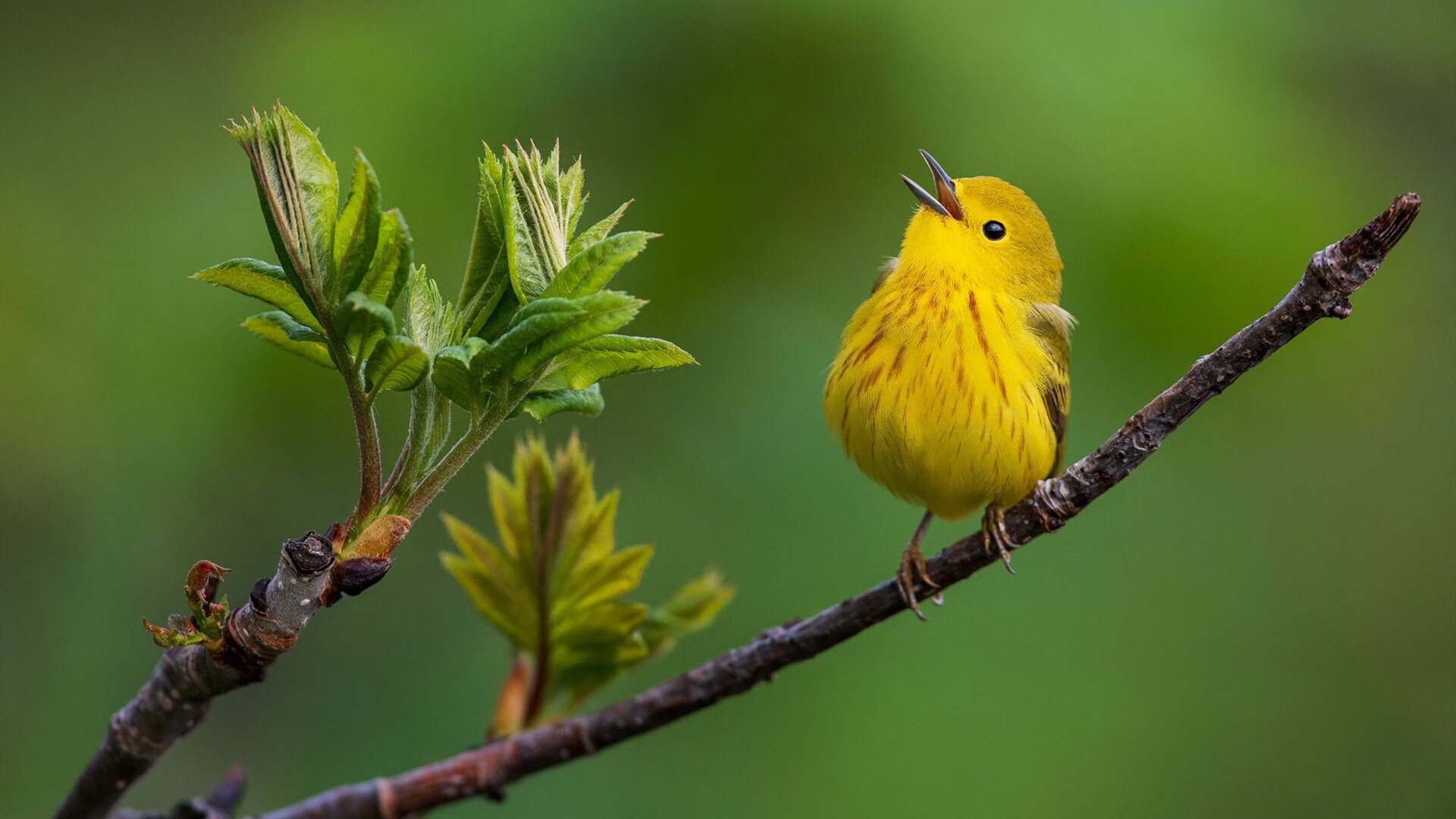 极速之夜,双线传奇,当F1引擎轰鸣遇见恩比德里程碑