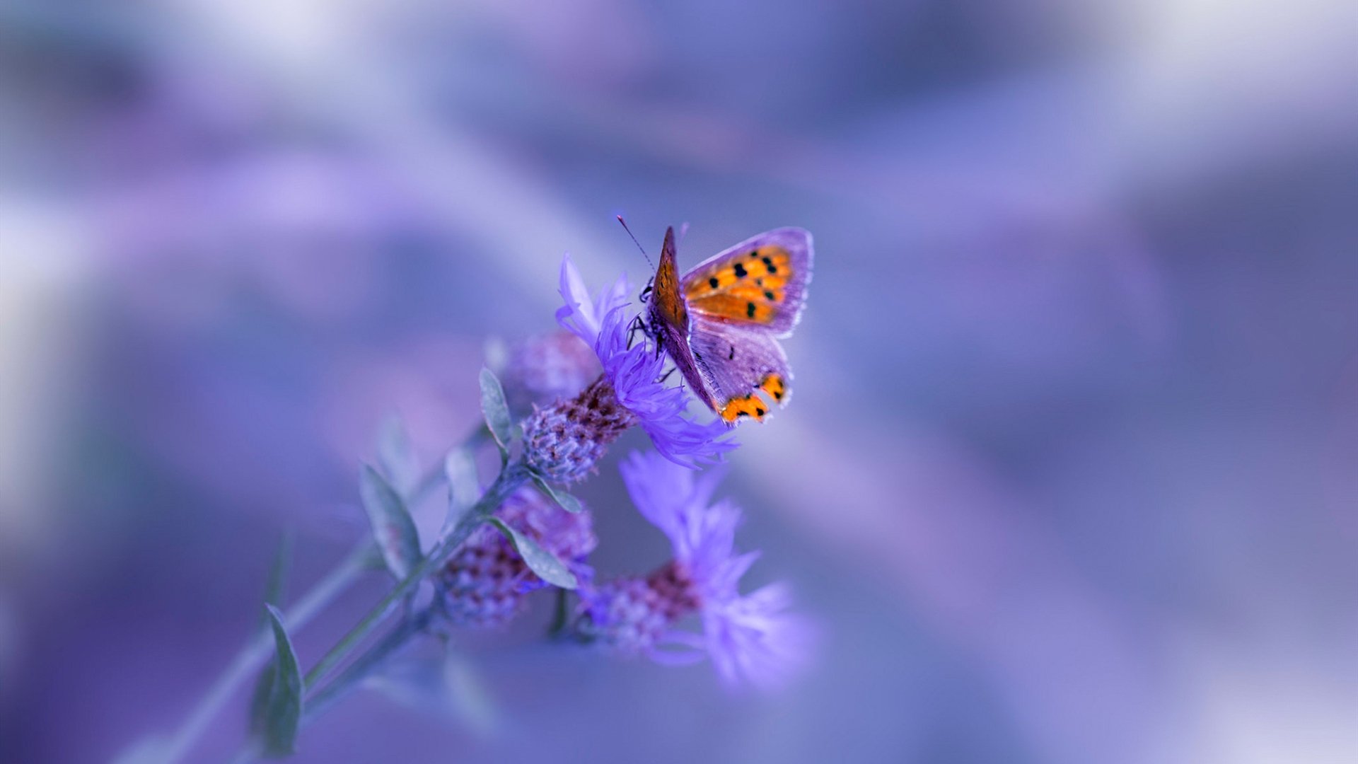 萨内破局，罗马军团击溃哥伦比亚雄鹰