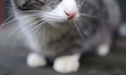 一剑封喉!卡瓦哈尔魔翼展翅,AC米兰踏过芬兰惊险晋级