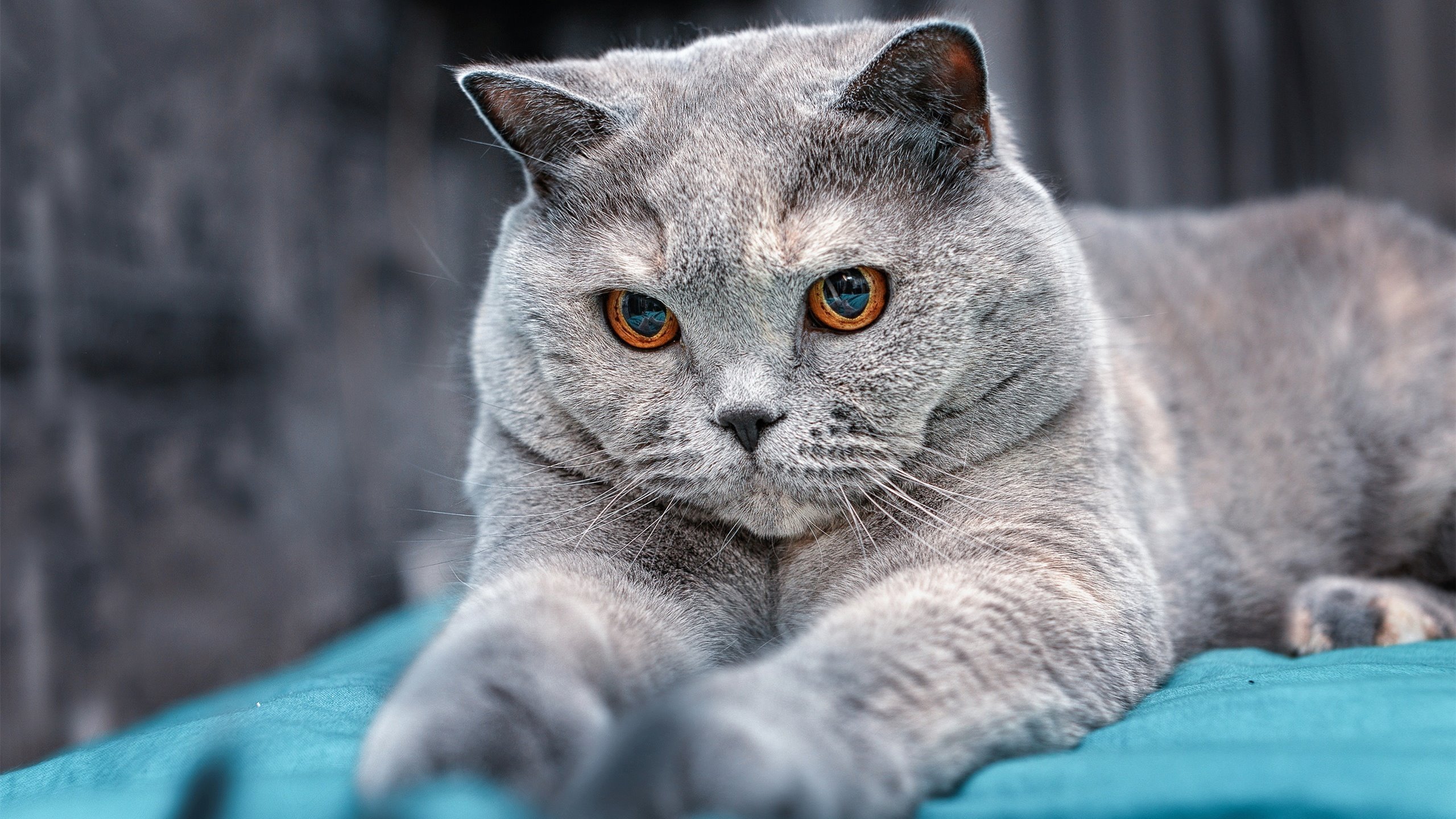 黑白直播-骑士的铁血秩序碾过开拓者的自由狂想，2026世界杯的战术寓言