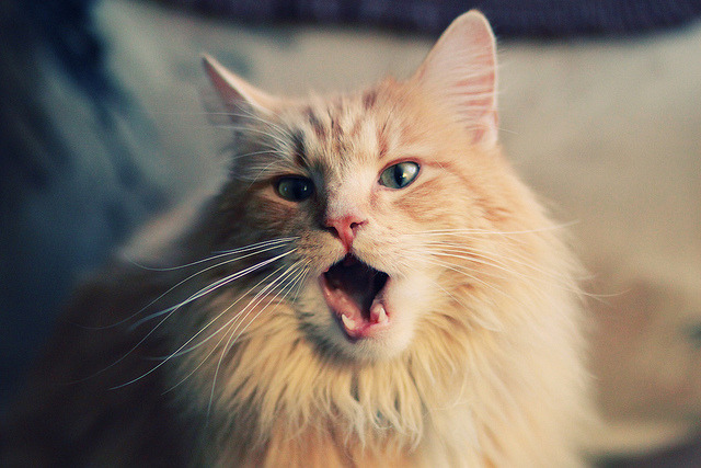 跨界接管，当足球场上的NBA巨星格列兹曼遇见皇家社会式团队革命