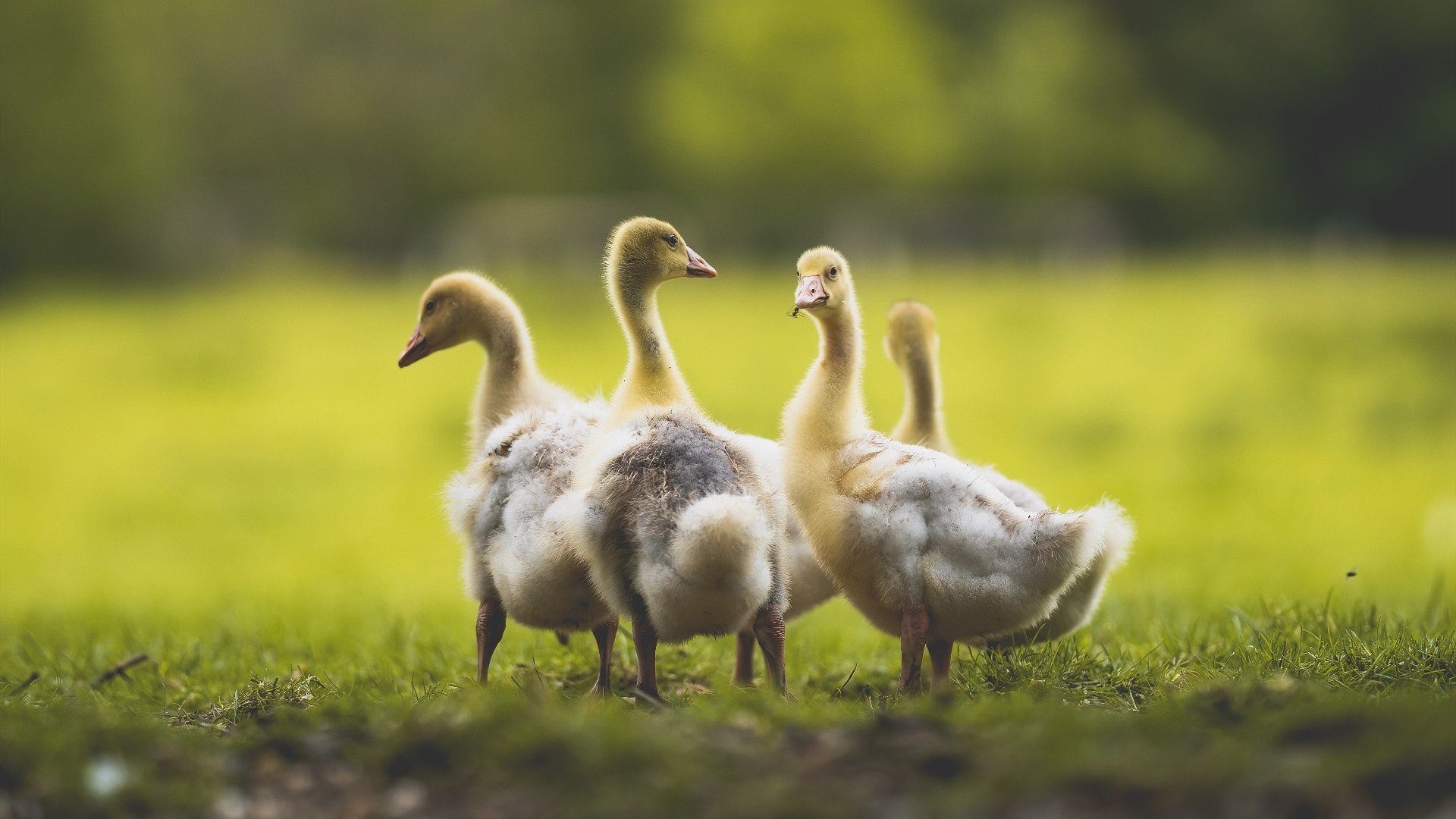尼斯强硬终结伊朗悬念，门迪关键一击定乾坤
