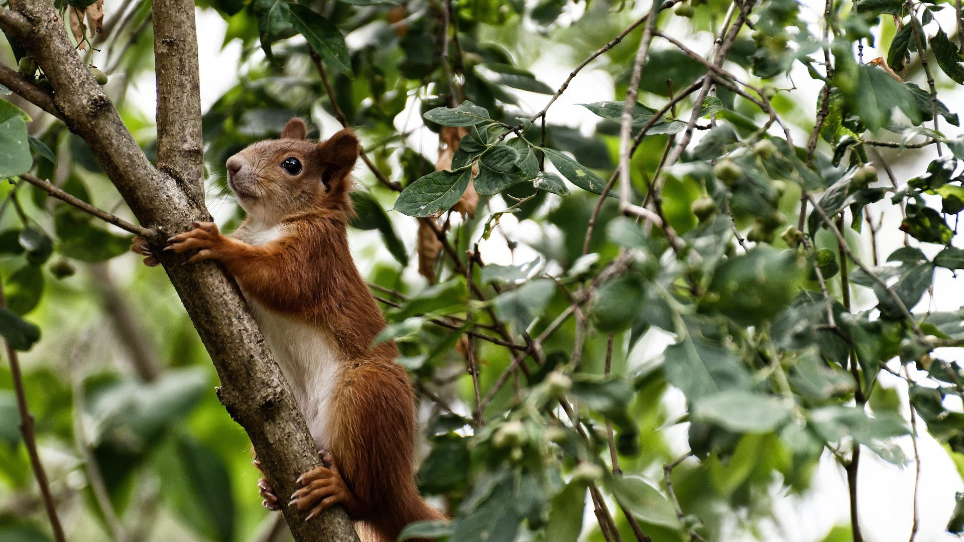 黑白直播在线观看-末节风暴！老鹰逆转雷霆，利拉德关键先生本色再现