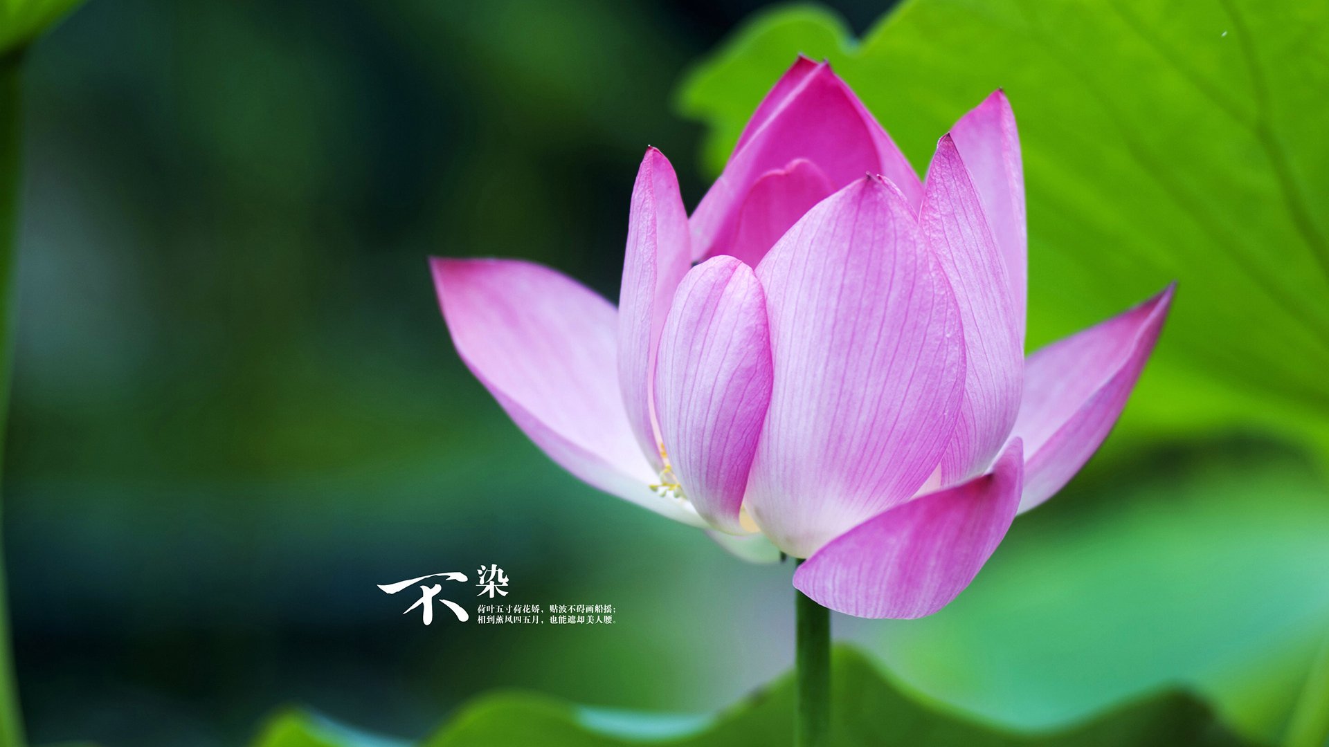 黑白直播在线观看nba-孙兴慜独掌风云，皇马对决里昂中的比赛主宰者