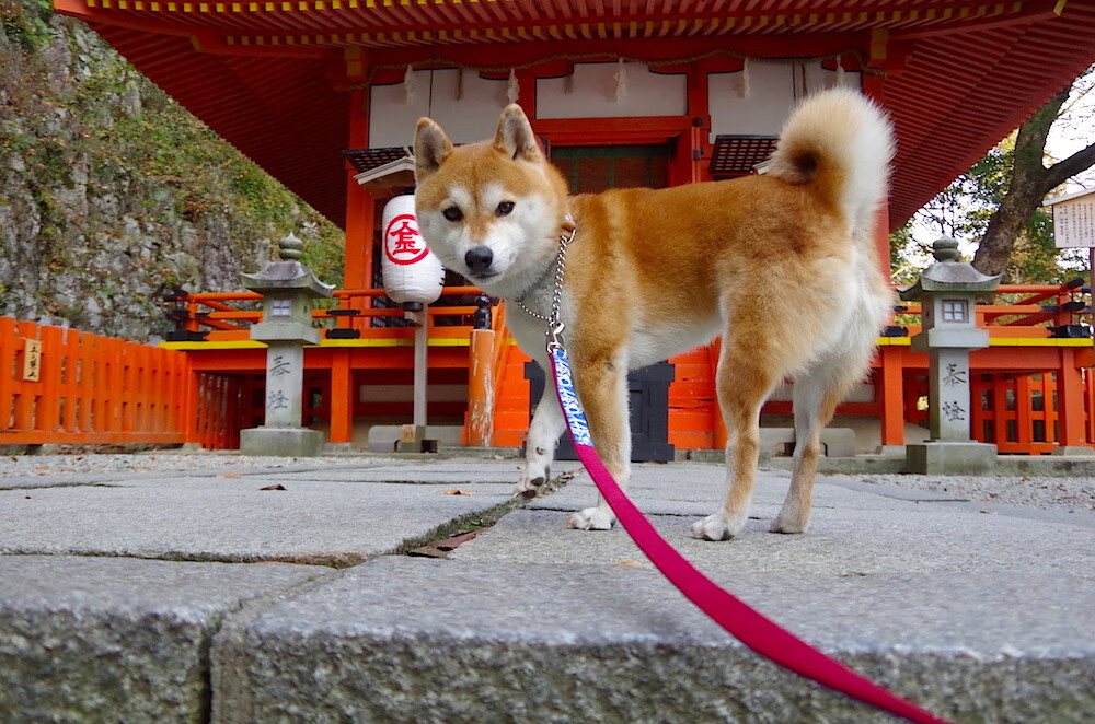 关键先生统治末节，塔图姆与爵士的不同决胜之道