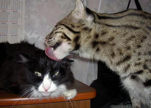 两场屠杀，一种结局，巨星统治力与体系崩塌的现代篮球寓言