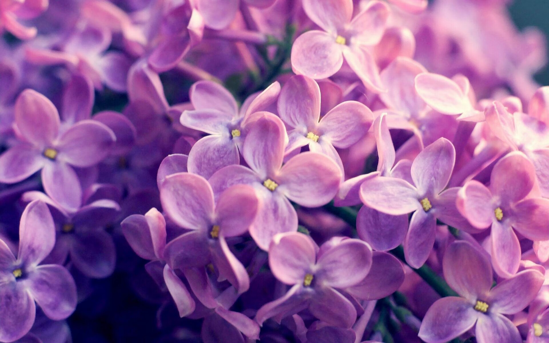 黑白直播免费体育直播-灰熊节奏艺术制胜黄蜂,东契奇关键先生闪耀赛场